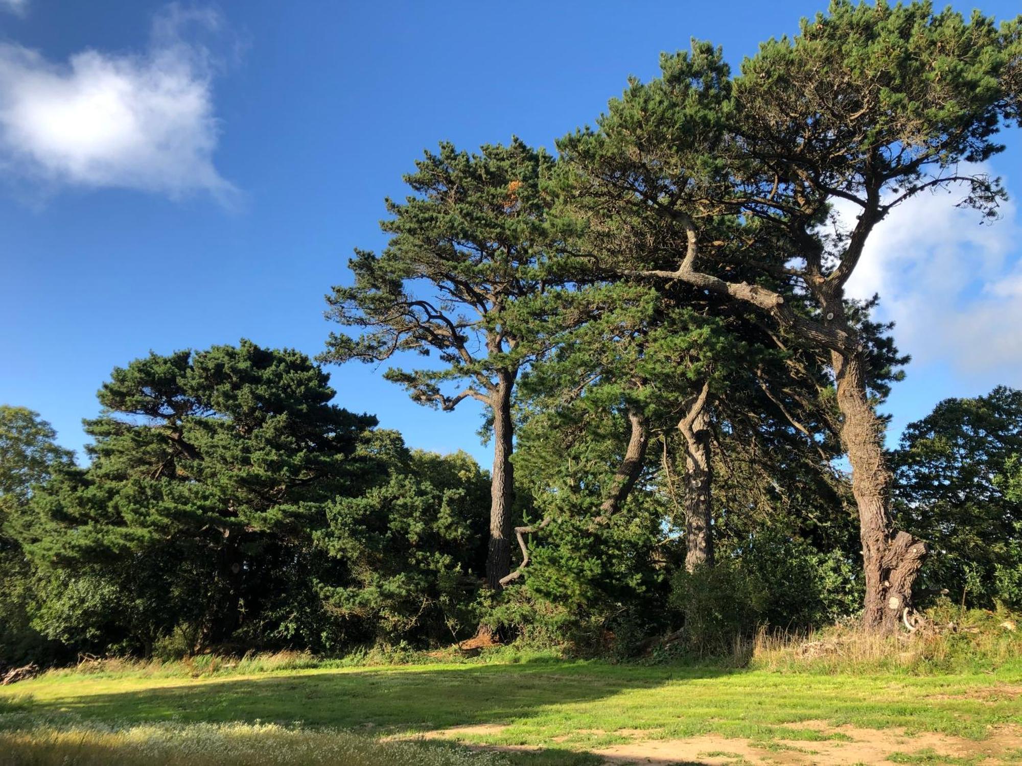 Les Ecolodges Sous Le Phare Louannec Dış mekan fotoğraf